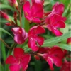 2 Live Oleander Red Plants, Red Blooming Flowers, Hardy Shrub