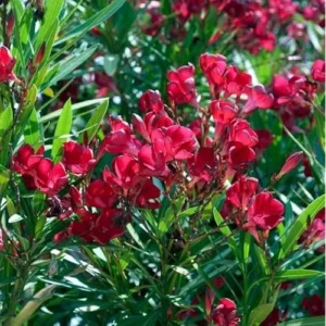 2 Live Oleander Red Plants, Red Blooming Flowers, Hardy Shrub