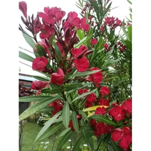 2 Live Oleander Red Plants, Red Blooming Flowers, Hardy Shrub