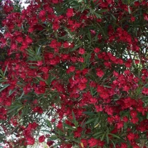 2 Live Oleander Red Plants, Red Blooming Flowers, Hardy Shrub