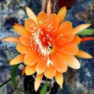 2 Live Orange Epiphyllum Orchid Cactus Queen of the Night Succulent Plants 4