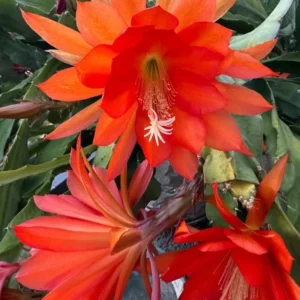 2 Live Orange Epiphyllum Orchid Cactus Queen of the Night Succulent Plants 4"Pot