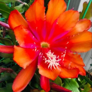 2 Live Orange Epiphyllum Orchid Cactus Queen of the Night Succulent Plants 4