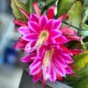 2 Live Pink Epiphyllum Orchid Cactus Queen of the Night Succulent Plants, 4"Pot