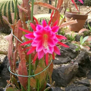 2 Live Pink Epiphyllum Orchid Cactus Queen of the Night Succulent Plants, 4"Pot