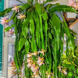 2 Live Pink Epiphyllum Orchid Cactus Queen of the Night Succulent Plants, 4