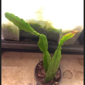 2 Live Pink Epiphyllum Orchid Cactus Queen of the Night Succulent Plants, 4