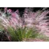 2 Live Pink Muhly Grass Plants, 5 to 8 Inches Tall, Ornamental Grass, Ready to Grow