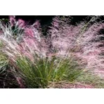 2 Live Pink Muhly Grass Plants, 5 to 8 Inches Tall, Ornamental Grass, Ready to Grow