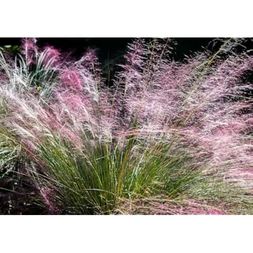 2 Live Pink Muhly Grass Plants, 5 to 8 Inches Tall, Ornamental Grass, Ready to Grow