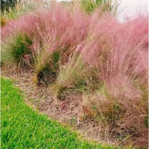 2 Live Pink Muhly Grass Plants, 5 to 8 Inches Tall, Ornamental Grass, Ready to Grow