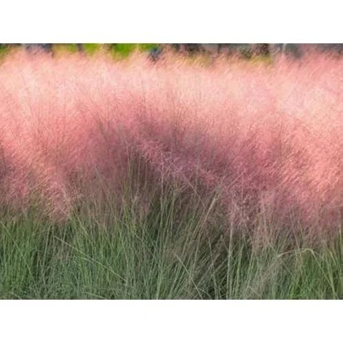 2 Live Pink Muhly Grass Plants, 5 to 8 Inches Tall, Ornamental Grass, Ready to Grow