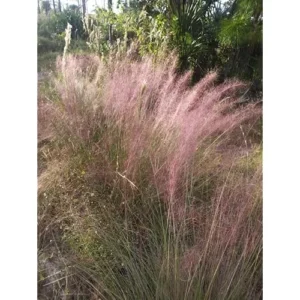 2 Live Pink Muhly Grass Plants, 5 to 8 Inches Tall, Ornamental Grass, Ready to Grow