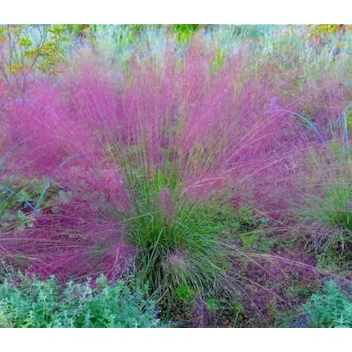 2 Live Pink Muhly Grass Plants, 5 to 8 Inches Tall, Ornamental Grass, Ready to Grow