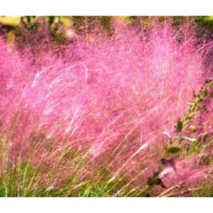 2 Live Pink Muhly Grass Plants, 5 to 8 Inches Tall, Ornamental Grass, Ready to Grow