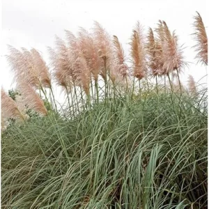 2 Live Pink Pampas Grass Plants | Tall Pampas Grass | Rose Pink Color | 4-6 Inches Tall | Ready to Grow