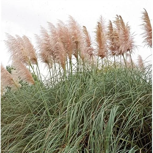 2 Live Pink Pampas Grass Plants | Tall Pampas Grass | Rose Pink Color | 4-6 Inches Tall | Ready to Grow