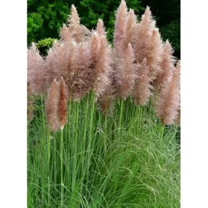 2 Live Pink Pampas Grass Plants | Tall Pampas Grass | Rose Pink Color | 4-6 Inches Tall | Ready to Grow