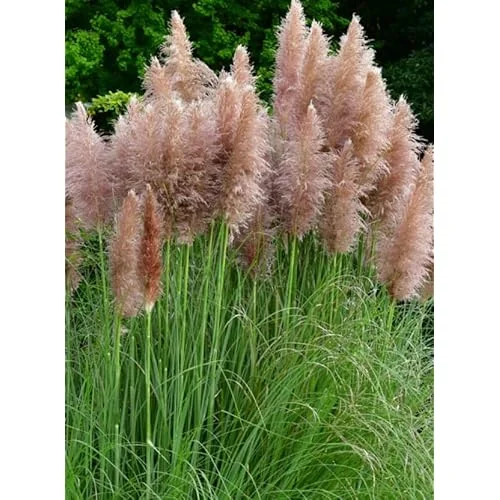 2 Live Pink Pampas Grass Plants | Tall Pampas Grass | Rose Pink Color | 4-6 Inches Tall | Ready to Grow