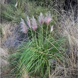2 Live Pink Pampas Grass Plants | Tall Pampas Grass | Rose Pink Color | 4-6 Inches Tall | Ready to Grow