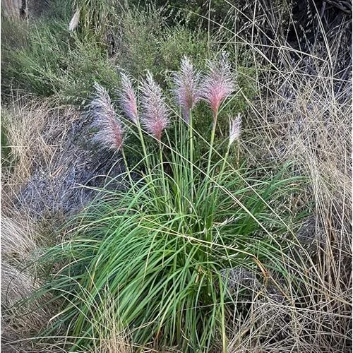 2 Live Pink Pampas Grass Plants | Tall Pampas Grass | Rose Pink Color | 4-6 Inches Tall | Ready to Grow