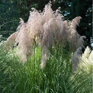 2 Live Pink Pampas Grass Plants | Tall Pampas Grass | Rose Pink Color | 4-6 Inches Tall | Ready to Grow