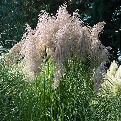 2 Live Pink Pampas Grass Plants | Tall Pampas Grass | Rose Pink Color | 4-6 Inches Tall | Ready to Grow