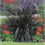 2 Live Plants Black Fountain Grass Plant Fountain Grasses Plants Black Ornamental Grass Plant Perennial Grasses Plants 5 to 8 Inc Tall, Size 4 Inc Pot,Ready to Grow
