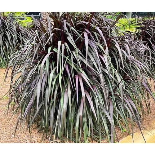 2 Live Plants Black Fountain Grass Plant Fountain Grasses Plants Black Ornamental Grass Plant Perennial Grasses Plants 5 to 8 Inc Tall, Size 4 Inc Pot,Ready to Grow