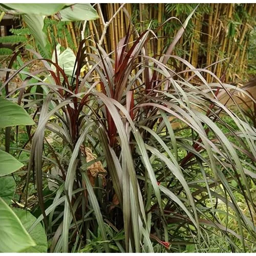 2 Live Plants Black Fountain Grass Plant Fountain Grasses Plants Black Ornamental Grass Plant Perennial Grasses Plants 5 to 8 Inc Tall, Size 4 Inc Pot,Ready to Grow