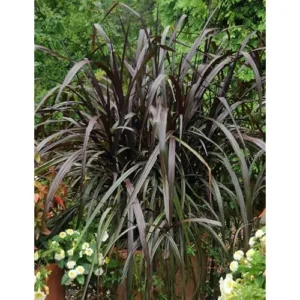 2 Live Plants Black Fountain Grass Plant Fountain Grasses Plants Black Ornamental Grass Plant Perennial Grasses Plants 5 to 8 Inc Tall, Size 4 Inc Pot,Ready to Grow