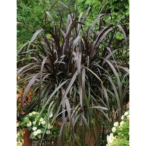 2 Live Plants Black Fountain Grass Plant Fountain Grasses Plants Black Ornamental Grass Plant Perennial Grasses Plants 5 to 8 Inc Tall, Size 4 Inc Pot,Ready to Grow
