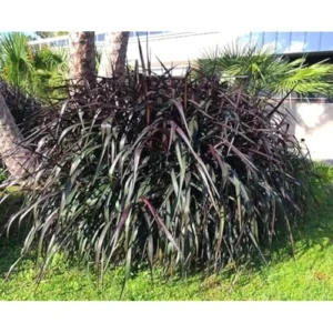 2 Live Plants Black Fountain Grass Plant Fountain Grasses Plants Black Ornamental Grass Plant Perennial Grasses Plants 5 to 8 Inc Tall, Size 4 Inc Pot,Ready to Grow