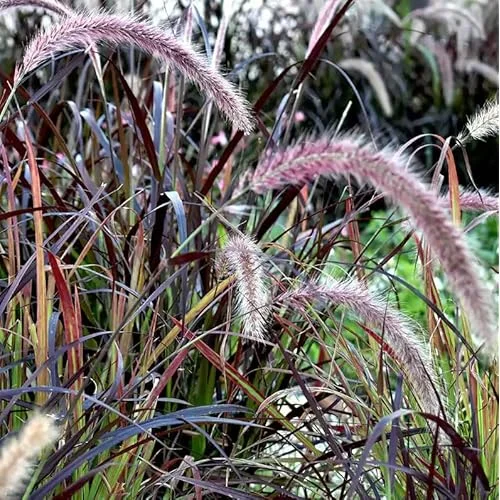 2 Live Plants Red Purple Fountain Grass Plant Purple Fountain Grasses Plants Purple Ornamental Grass Plant Perennial Grasses Plants 5 to 8 Inc Tall, Size 4 Inc Pot,Ready to Grow