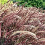 2 Live Plants Red Purple Fountain Grass Plant Purple Fountain Grasses Plants Purple Ornamental Grass Plant Perennial Grasses Plants 5 to 8 Inc Tall, Size 4 Inc Pot,Ready to Grow