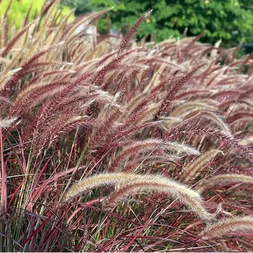 2 Live Plants Red Purple Fountain Grass Plant Purple Fountain Grasses Plants Purple Ornamental Grass Plant Perennial Grasses Plants 5 to 8 Inc Tall, Size 4 Inc Pot,Ready to Grow
