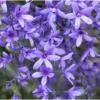 2 Live Purple Queen’s Wreath Vine Plants - 4 Inch Pot - Fast-Growing Purple Climber