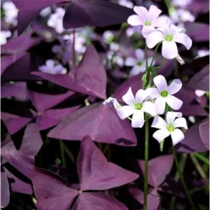 2 Live Purple Shamrock Plants, Oxalis Triangularis, 4-Inch Pot, Ready to Grow