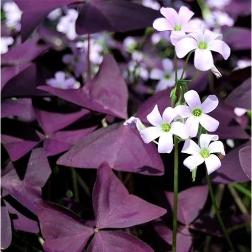 2 Live Purple Shamrock Plants, Oxalis Triangularis, 4-Inch Pot, Ready to Grow