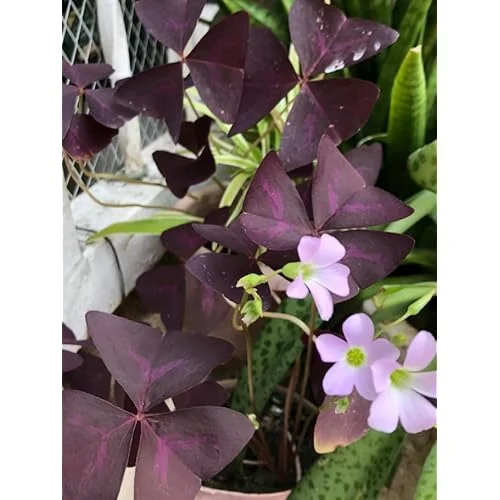 2 Live Purple Shamrock Plants, Oxalis Triangularis, 4-Inch Pot, Ready to Grow