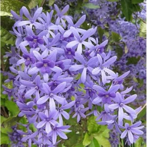2 Live Queens Wreath Vine Petrea Volubilis Plants 4 Inch Pot Ready to Grow