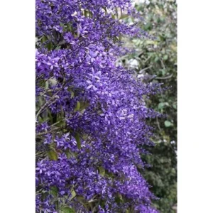 2 Live Queens Wreath Vine Petrea Volubilis Plants 4 Inch Pot Ready to Grow