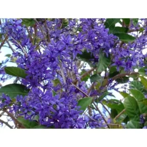 2 Live Queens Wreath Vine Petrea Volubilis Plants 4 Inch Pot Ready to Grow