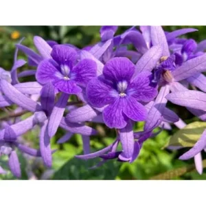 2 Live Queens Wreath Vine Petrea Volubilis Plants 4 Inch Pot Ready to Grow