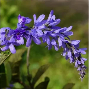 2 Live Queens Wreath Vine Petrea Volubilis Plants 4 Inch Pot Ready to Grow