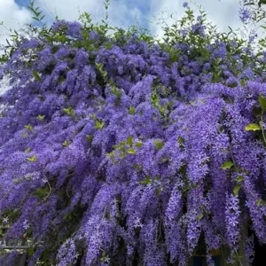 2 Live Queens Wreath Vine Petrea Volubilis Plants 4 Inch Pot Ready to Grow
