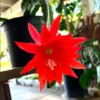 2 Live Red Epiphyllum Orchid Cactus Queen of the Night Succulent Plants, 4"Pot