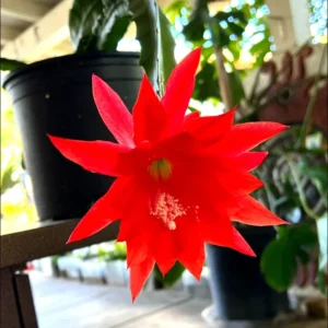 2 Live Red Epiphyllum Orchid Cactus Queen of the Night Succulent Plants, 4