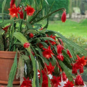 2 Live Red Epiphyllum Orchid Cactus Queen of the Night Succulent Plants, 4"Pot