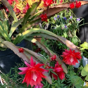 2 Live Red Epiphyllum Orchid Cactus Queen of the Night Succulent Plants, 4